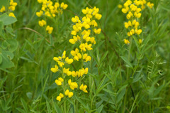 Thermopsis montana