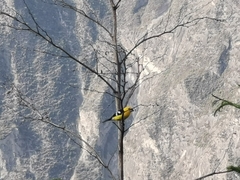 Pheucticus chrysogaster