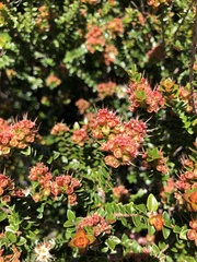 Metrosideros stipularis