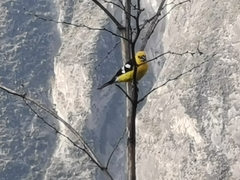 Pheucticus chrysogaster