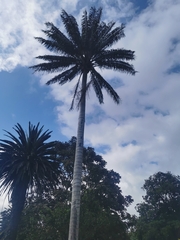 Ceroxylon quindiuense