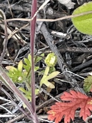 Apiastrum angustifolium