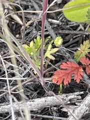 Apiastrum angustifolium