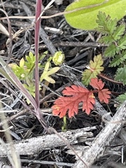 Apiastrum angustifolium
