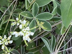 Tomostima platycarpa