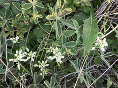 Tomostima platycarpa