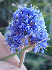 Ceanothus hearstiorum