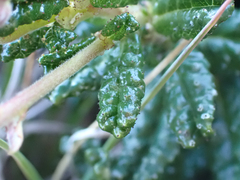 Ceanothus hearstiorum