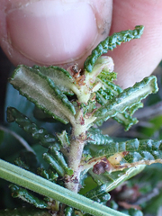 Ceanothus hearstiorum