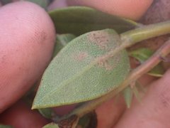 Arctostaphylos cruzensis