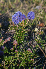 Ceanothus hearstiorum