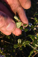 Ceanothus maritimus