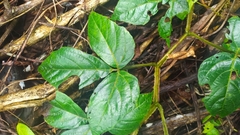 Cissus haematantha