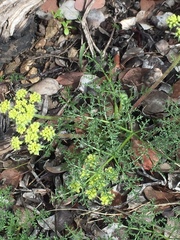Lomatium dasycarpum dasycarpum