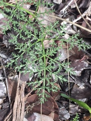 Lomatium dasycarpum dasycarpum