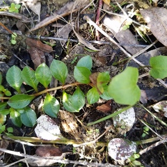 Ludwigia repens
