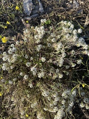 Lobularia maritima