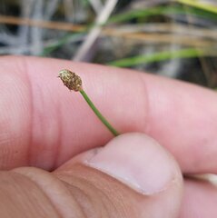 Eleocharis geniculata