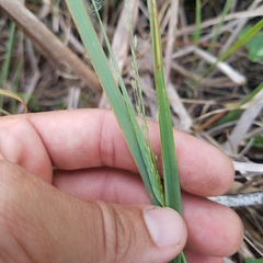 Eragrostis atrovirens