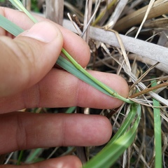Eragrostis atrovirens