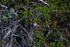 Arctostaphylos hookeri hearstiorum