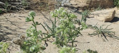 Cryptantha maritima pilosa