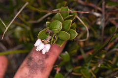 Arctostaphylos hookeri hearstiorum