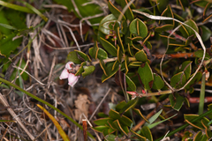 Arctostaphylos hookeri hearstiorum