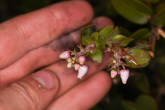 Arctostaphylos cruzensis