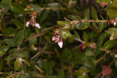 Arctostaphylos cruzensis
