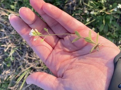 Tomostima platycarpa