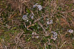 Ceanothus maritimus