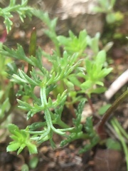 Lepidium nitidum