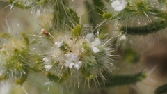 Cryptantha maritima pilosa