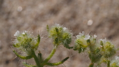 Cryptantha maritima pilosa