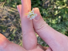 Tomostima platycarpa