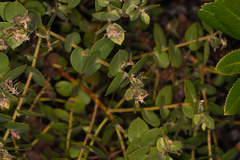 Arctostaphylos cruzensis