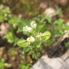 Lepidium nitidum