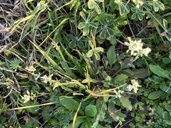 Tomostima platycarpa