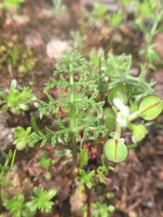 Lepidium nitidum