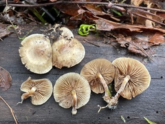 Pholiota scamba