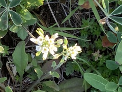 Tomostima platycarpa