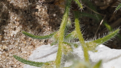 Cryptantha maritima pilosa