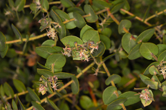 Arctostaphylos cruzensis