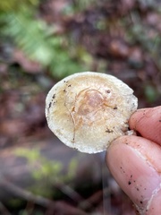 Pholiota scamba