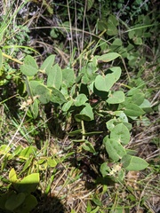 Arctostaphylos cruzensis