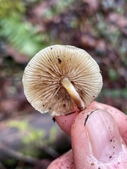 Pholiota scamba