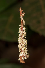 Lepidoptera
