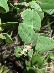 Arctostaphylos cruzensis