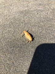 Eumalacostraca